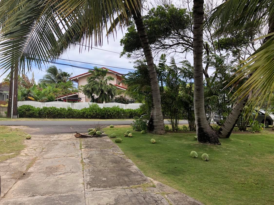 Coconut Branch Broke